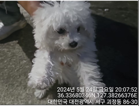 종료(입양) 믹스견…
